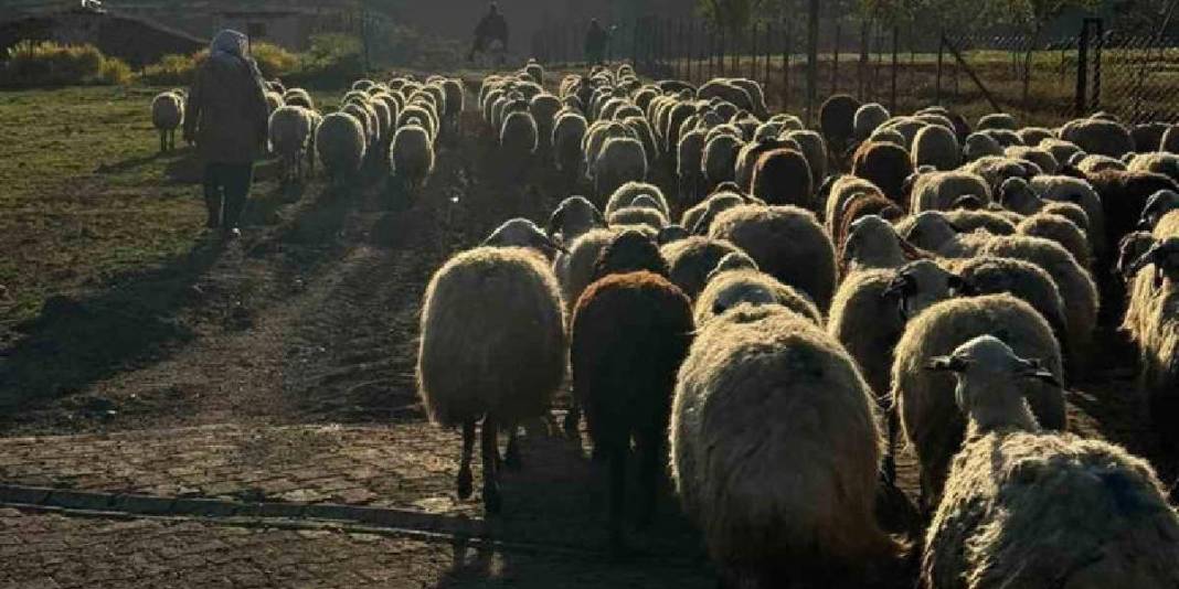 Tek ekmek kapıları hayvancılık! Meşakkatli ve zorlu yolculukları başladı 3